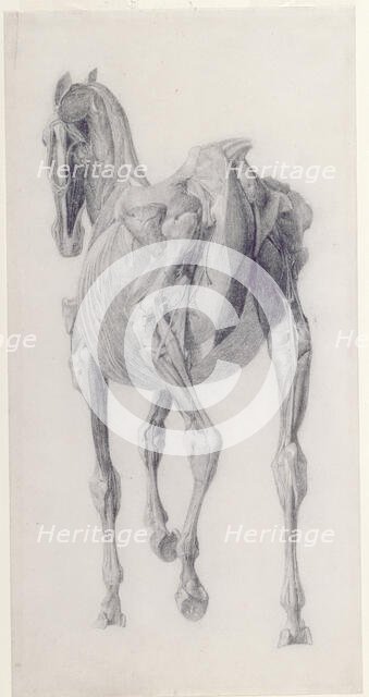 Finished study for 'The Fourteenth Anatomical Table of the Muscles ... of the Horse', 1756. Creator: George Stubbs.