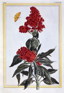 Variety of Amaranthus,  pub. 1776. Creator: Pierre Joseph Buchoz (1731-1807).