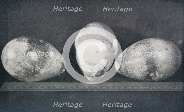 'Emperor Penguins' Eggs from Cape Crozier', 1911, (1913). Artist: Herbert Ponting.