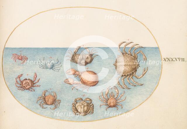 Animalia Aqvatilia et Cochiliata (Aqva): Plate XLVII, c. 1575/1580. Creator: Joris Hoefnagel.