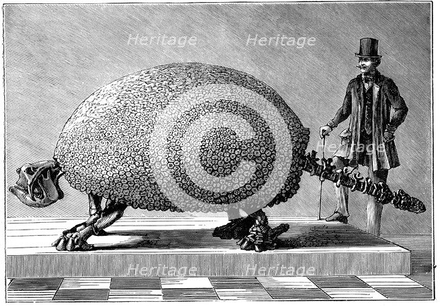 Fossil of a giant armadillo from South America, c1890. Artist: Unknown