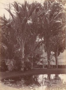 Sago Palms, 1860s-70s. Creator: Unknown.