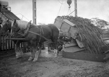 Emptying a wagonload of sugar beet at a sugar mill, Arlöv, Scania, Sweden, c1940s(?). Artist: Otto Ohm