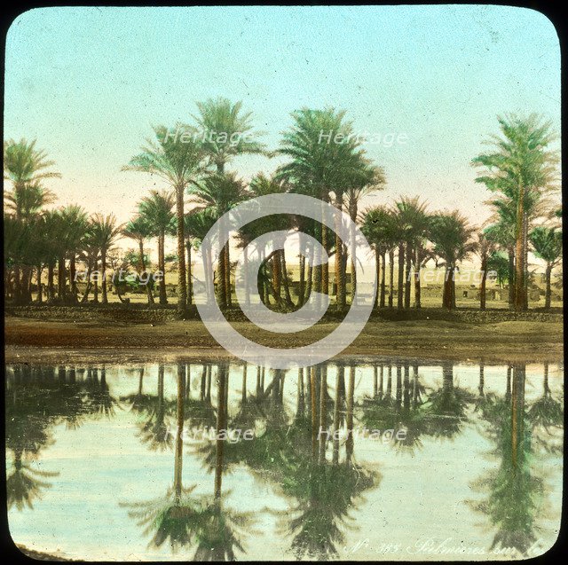 Palm trees reflected in water, India, late 19th or early 20th century Artist: Unknown