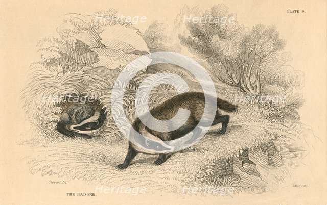 Common or Eurasian badger (Meles meles), 1828. Artist: Unknown