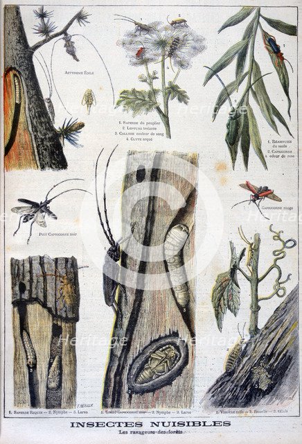 Harmful insects that are destructive to forests, 1897. Artist: A Clement