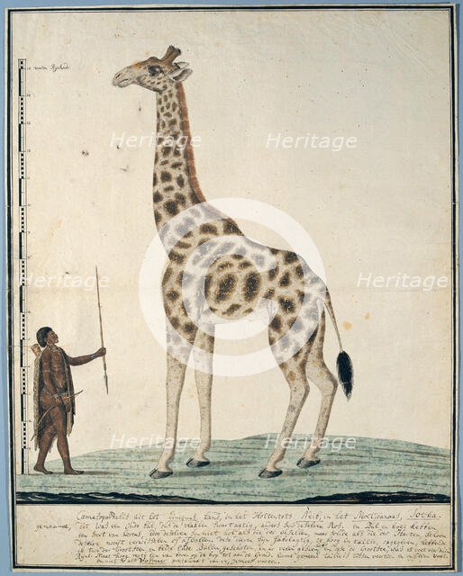 Giraffa camelopardalis (Giraffe), 1779. Creator: Robert Jacob Gordon.