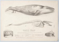 Gigantic Whale: The Greenland Whale (or Baloena Musculus), 1832. Creator: George Scharf.