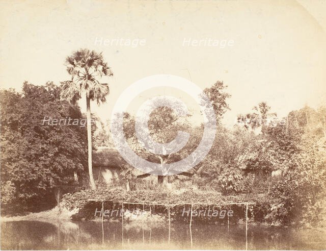 View of the Jungle, Bengal, 1850s. Creator: Captain R. B. Hill.