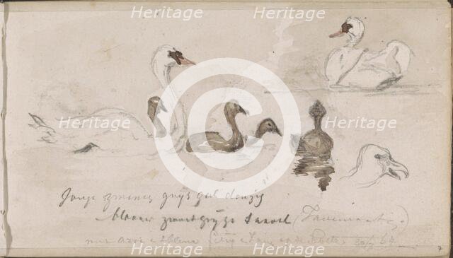 Young and older swans, 1864. Creator: Johannes Tavenraat.
