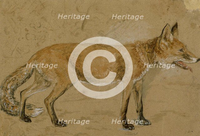 A fox, c1814-1830. Creator: John Frederick Lewis.