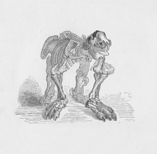 'Skeleton of the Megatherium',  c1885, (1890). Artist: Robert Taylor Pritchett.