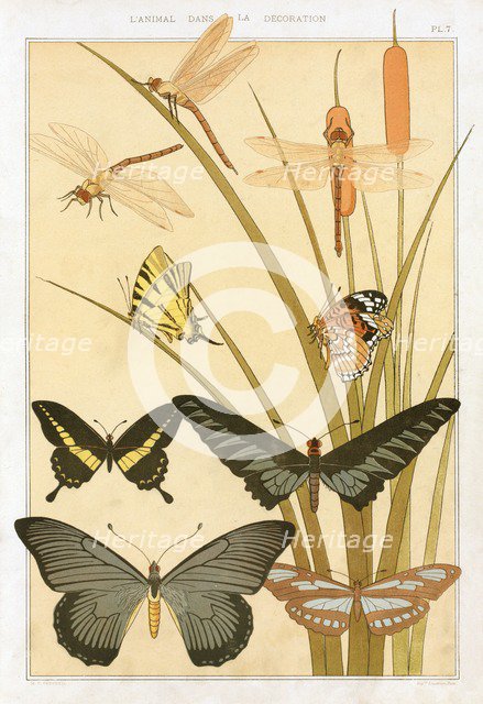 Butterflies, pub. 1897. Creator: Maurice Pillard Verneuil (1869?1942).