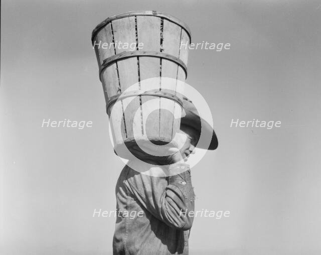 Pea picker carrying a hamper of peas to the weighmaster, Nipomo, California, 1937. Creator: Dorothea Lange.
