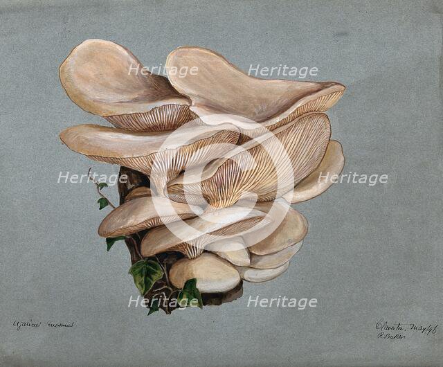 A fungus (Agaricus euosmus) growing on wood, 1896. Creator: R Baker.