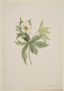 Anemone canadensis, 1907. Creator: Mary Vaux Walcott.