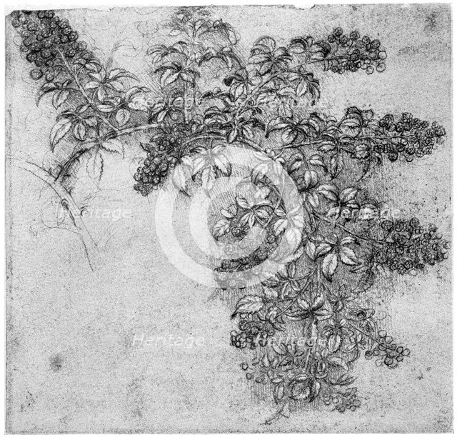 Study of a blackberry branch, late 15th or early 16th century (1954). Artist: Leonardo da Vinci
