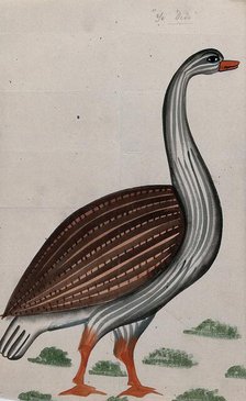 A goose. Creator: Unknown.