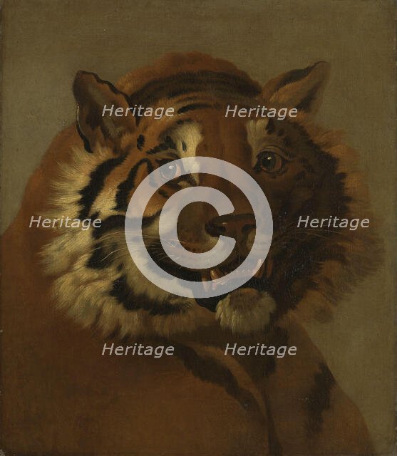 Head of a Tiger, Undated. Creator: Johann Heinrich Wilhelm Tischbein.