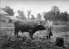 A bull near Charwelton Manor House, Charwelton, Northamptonshire, c1896-c1920. Artist: Alfred Newton & Sons