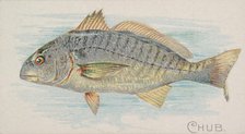 Chub, from the Fish from American Waters series (N8) for Allen & Ginter Cigarettes Brands, 1889. Creator: Allen & Ginter.