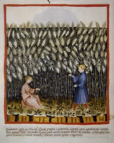 Durum wheat, 14th century.  Creator: Unknown.