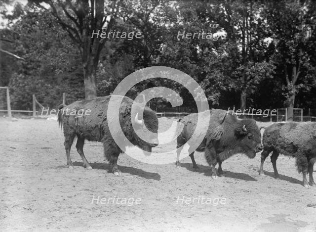 Zoo, Washington, D.C.: Bison, 1916. Creator: Harris & Ewing.