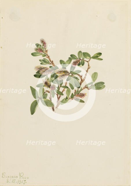 Rock Willow (Salix petrophila), 1917. Creator: Mary Vaux Walcott.
