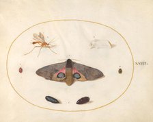 Plate 27: Two Moths, Two Chyrsalides, and Other Insects, c. 1575/1580. Creator: Joris Hoefnagel.
