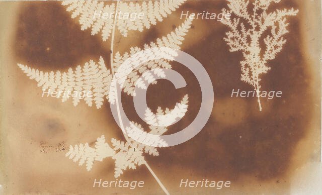 1. Felce. 2. Alga, 1839. Creator: William Henry Fox Talbot.