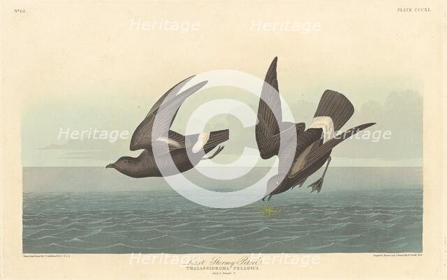 Least Stormy Petrel, 1836. Creator: Robert Havell.