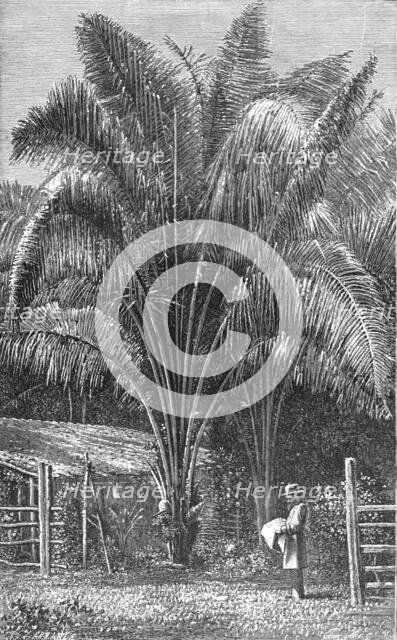 ''The Inaja Palm; The Palms of Tropical America', 1875. Creator: Unknown.