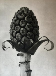 Petasites officinalis. From: Urformen der Kunst (Art Forms in Nature), 1928. Creator: Blossfeldt, Karl (1865-1932).