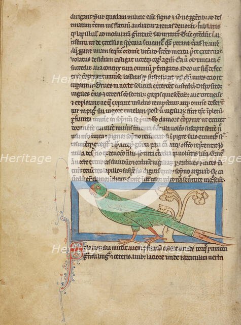 A Parrot; Northumberland Bestiary, about 1250-1260. Creator: Unknown.