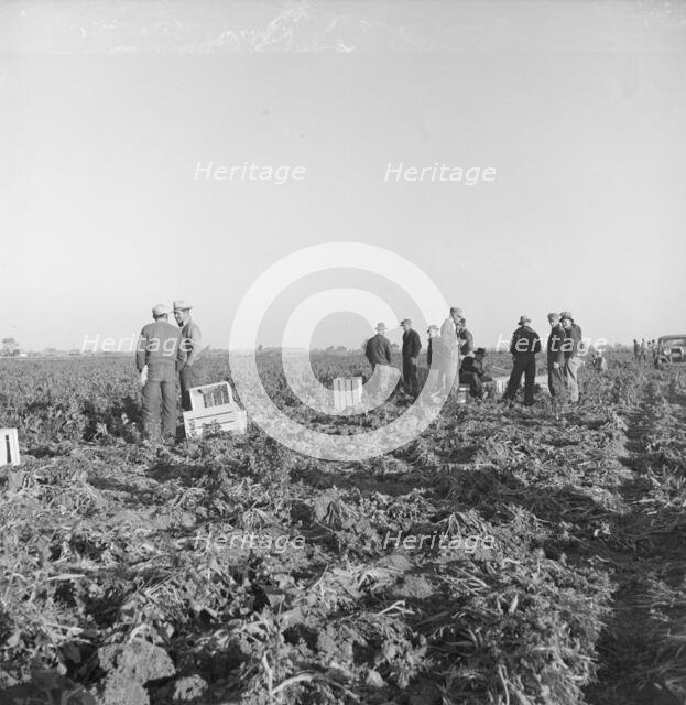 Migratory field workers at 5 a.m. waiting in the carrot field..., 1939. Creator: Dorothea Lange.