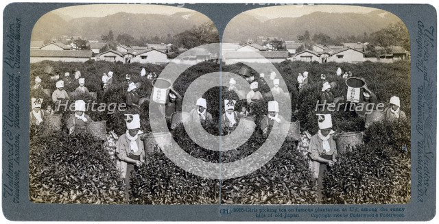 Girls picking tea on the famous plantation at Uji, Japan, 1904. Artist: Underwood & Underwood