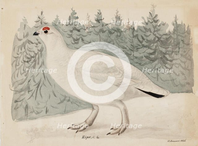 Willow Ptarmigan, 1835. Creator: Magnus von Wright.