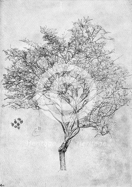 Study of a lemon tree, 1899. Artist: Unknown