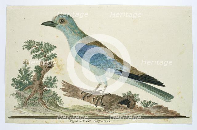 Coracius garrulus (European roller), 1777-1786. Creator: Robert Jacob Gordon.