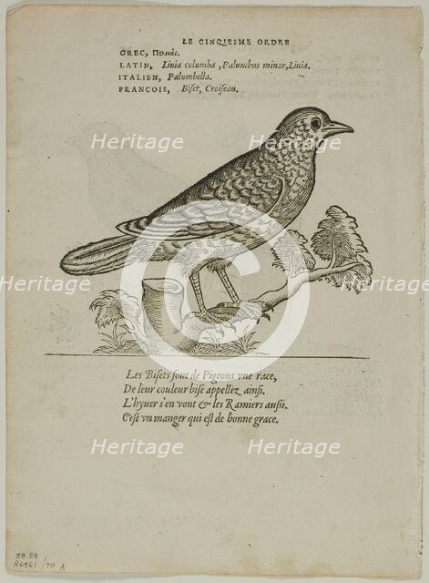 Leaf from Portraits d'Oyseaux, plate 70 from Woodcuts from Books of the XVI Century, 1557... Creator: Unknown.