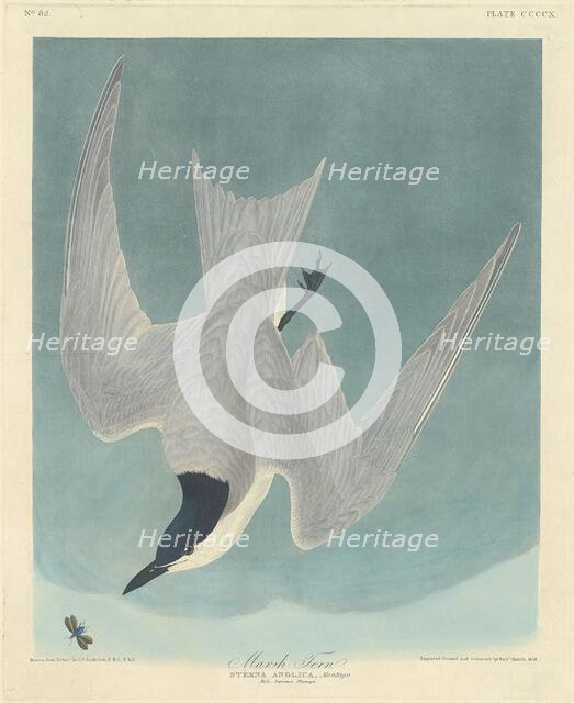 Marsh Tern, 1838. Creator: Robert Havell.