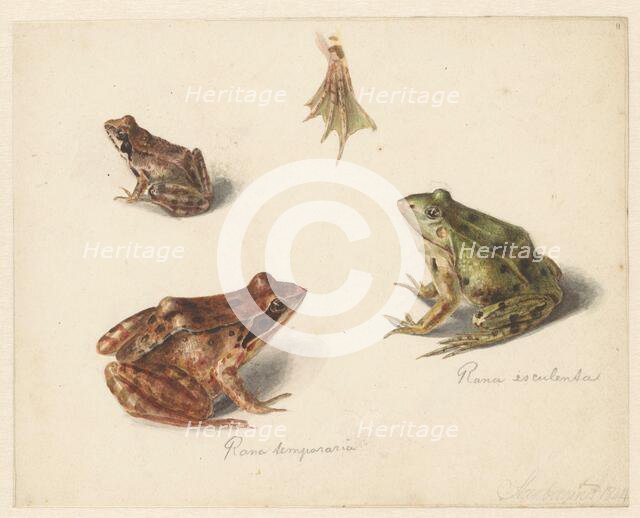 Sheet of studies: green water frog on the left, and brown land frog on the right, 1834. Creator: Albertus Steenbergen.