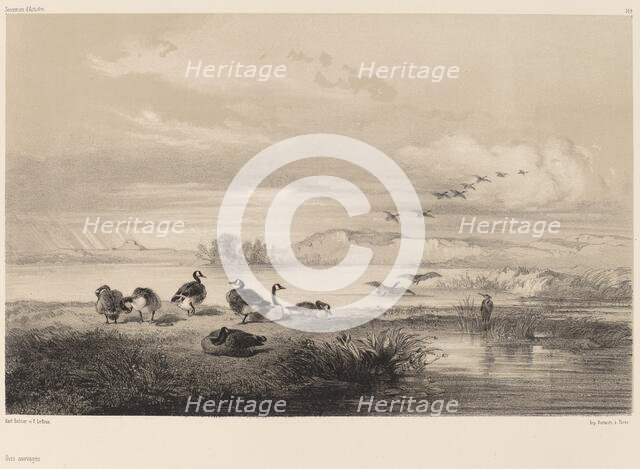 Oies sauvages. Creator: Karl Bodmer.