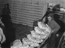 Loading sacked potatoes from shed to truck, Tulelake, Siskiyou County, California, 1939. Creator: Dorothea Lange.