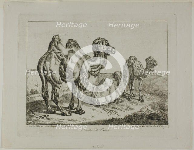 Dromedary and Camel, 1817. Creator: Johann Adam Klein.