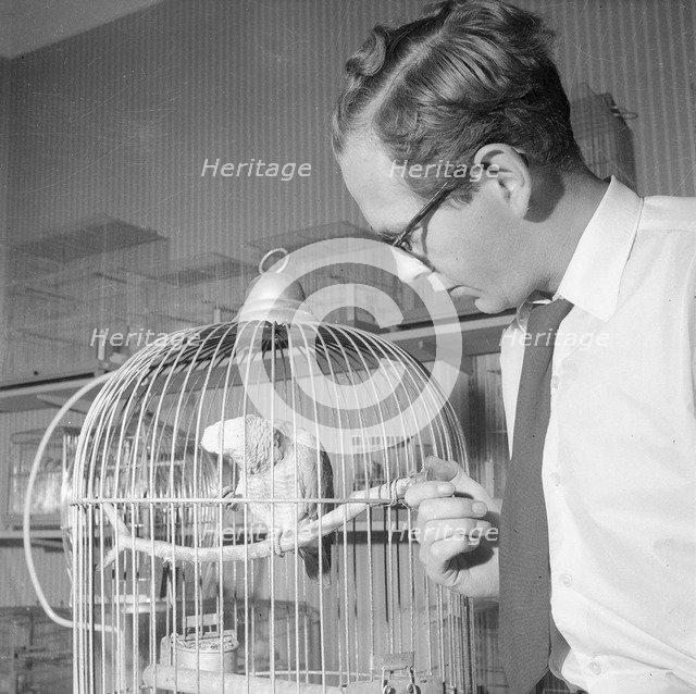 A man with a parrot in a pet shop, Landskrona, Sweden, 1959. Artist: Unknown