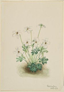 Pansy Violet (Viola pedata), 1919. Creator: Mary Vaux Walcott.