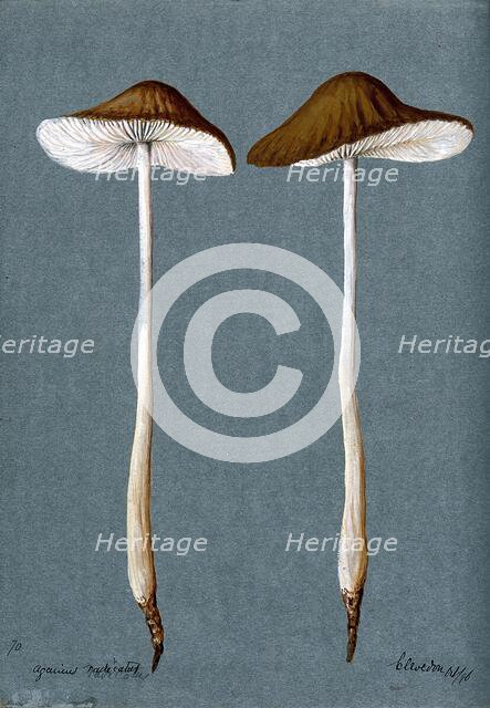 A fungus (Agaricus radicatus?): two fruiting bodies, 1896. Creator: Unknown.