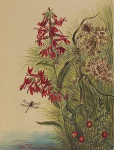 Cardinal Flower (Lobelia cardinalis), 1880. Creator: Mary Vaux Walcott.