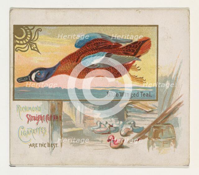 Blue Winged Teal, from the Game Birds series (N40) for Allen & Ginter Cigarettes, 1888-90. Creator: Allen & Ginter.